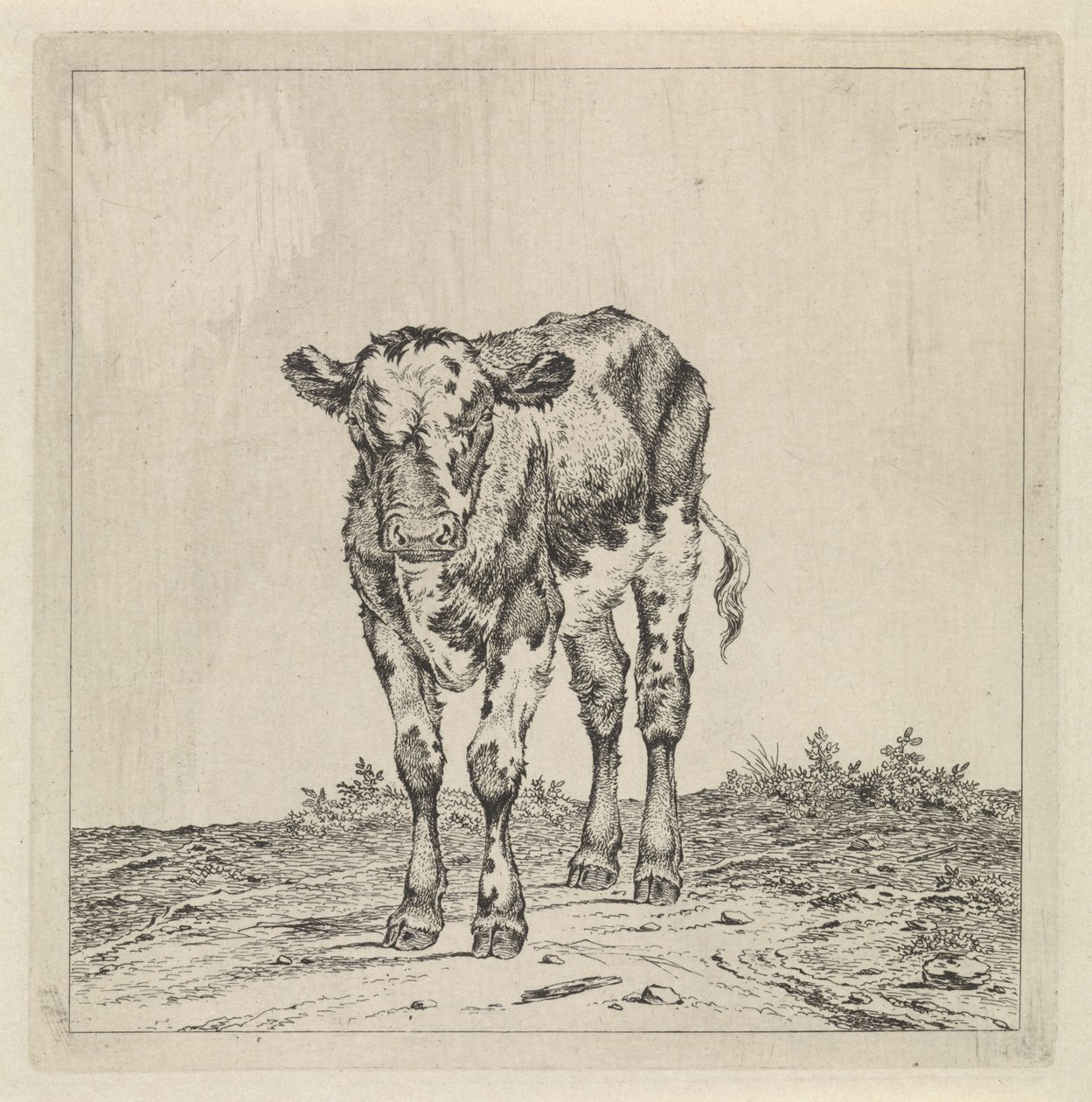 Táj borjúval alkotó: Pieter Janson