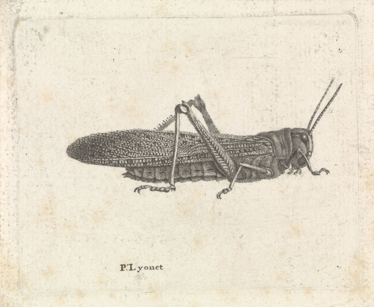 Szöcske alkotó: Pieter Lyonet