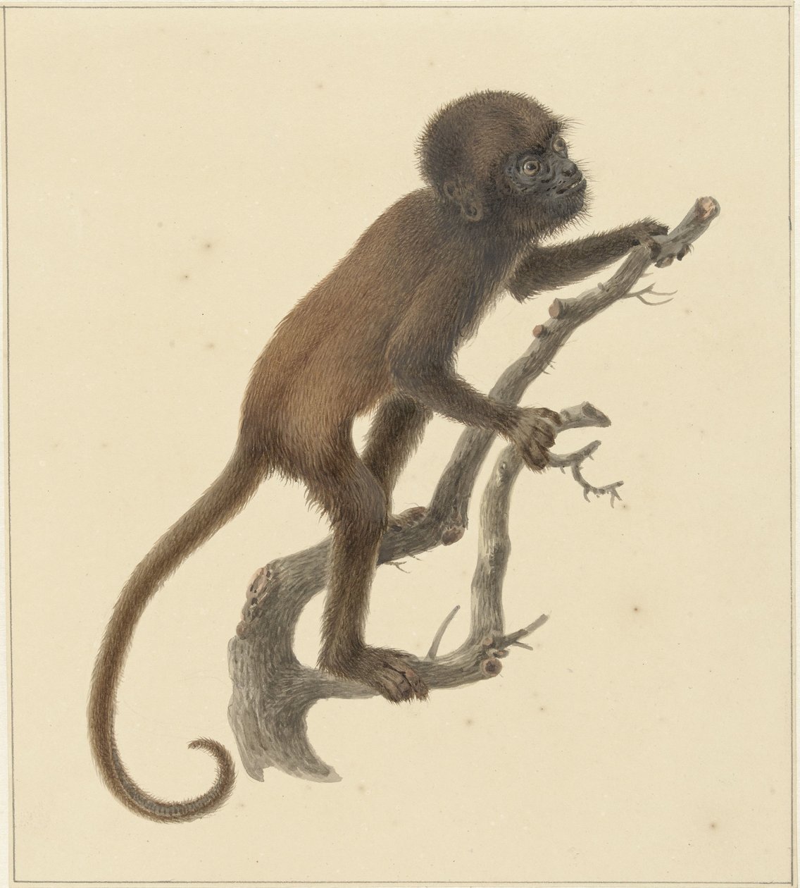 majom alkotó: Pieter Pietersz. Barbiers