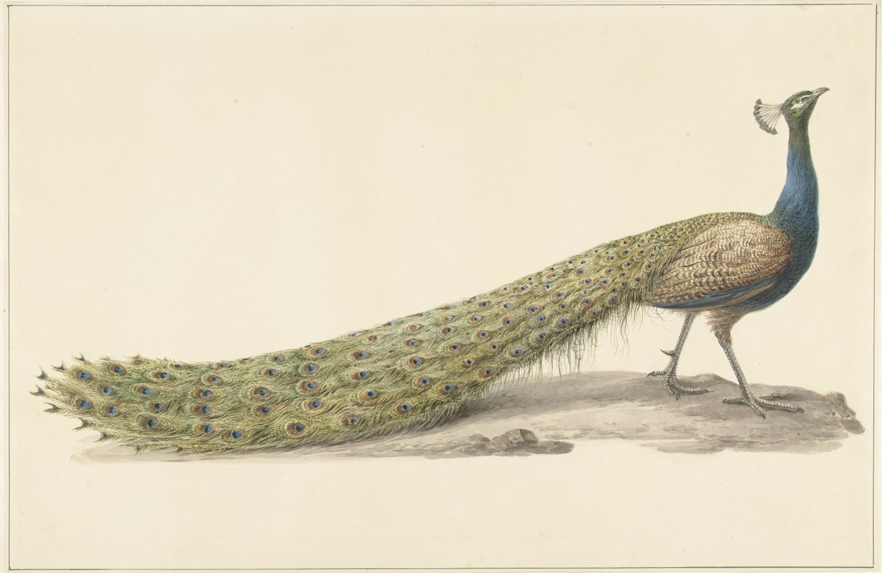 kék páva alkotó: Pieter Pietersz. Barbiers