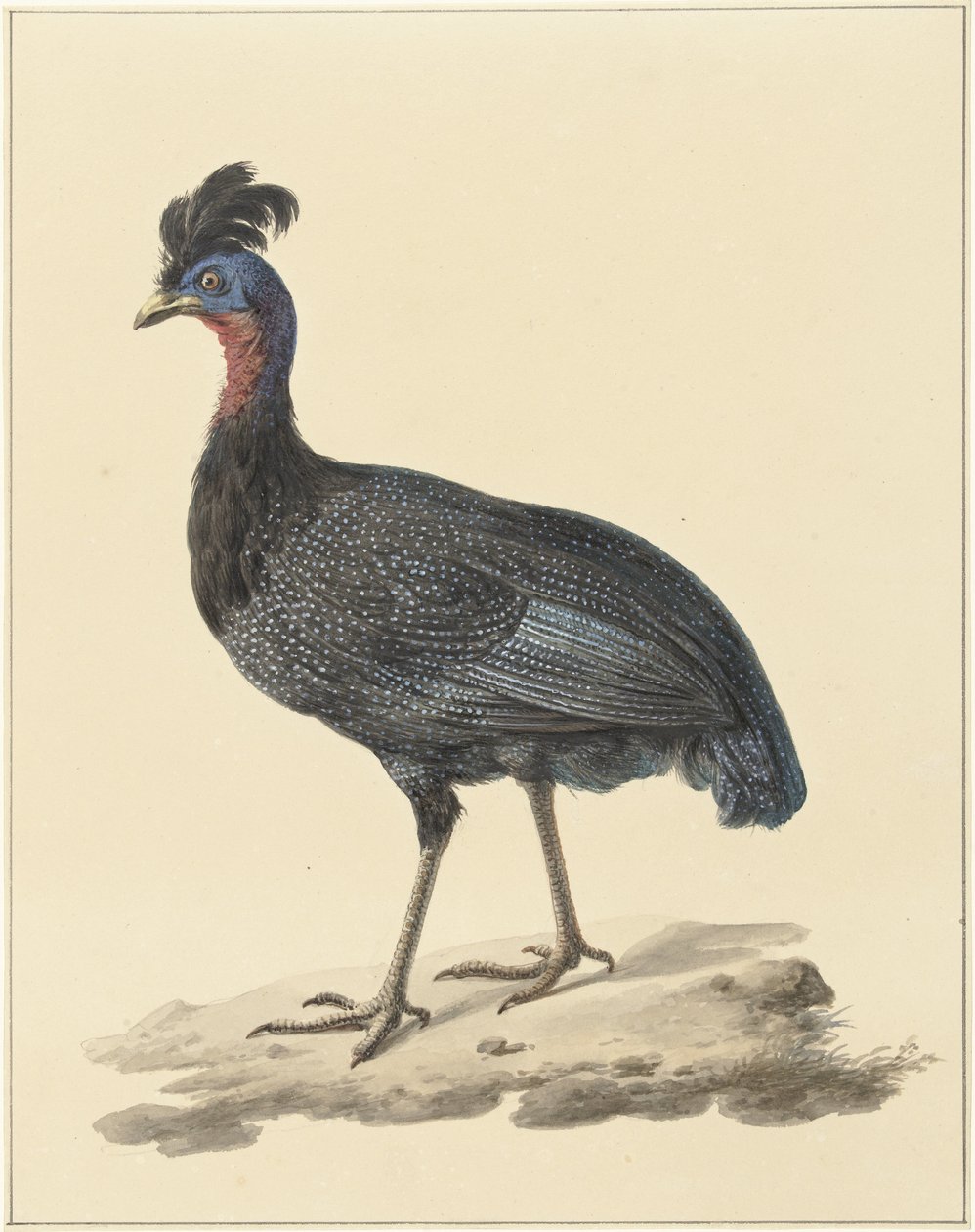 Tarajos gyöngytyúk alkotó: Pieter Pietersz. Barbiers