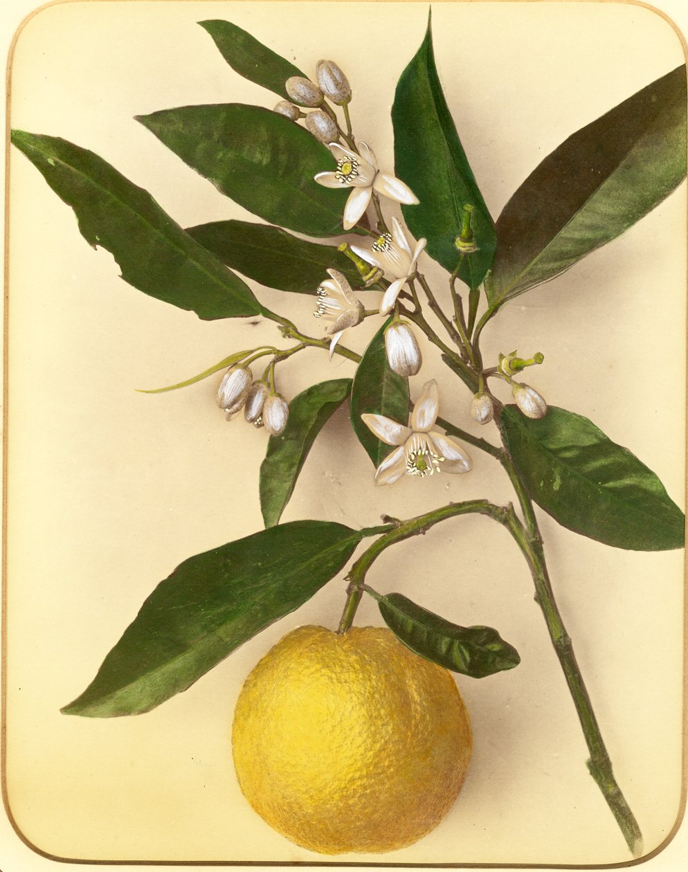 Citrom, 1870-es évek (albumin nyomat) alkotó: Pietro Guidi