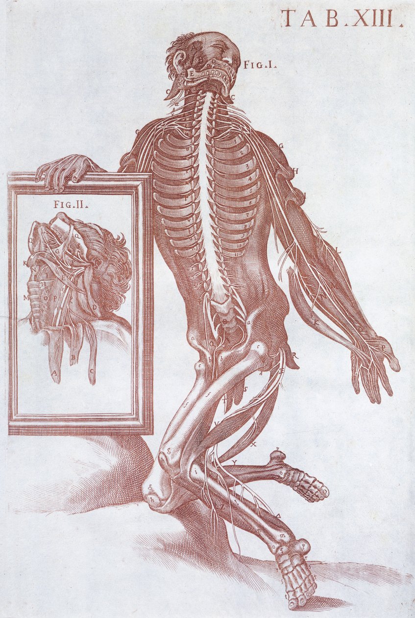 Anatómiai figura az „Anatomical Tabulae”-ból, Róma, 1788 alkotó: Pietro da Cortona