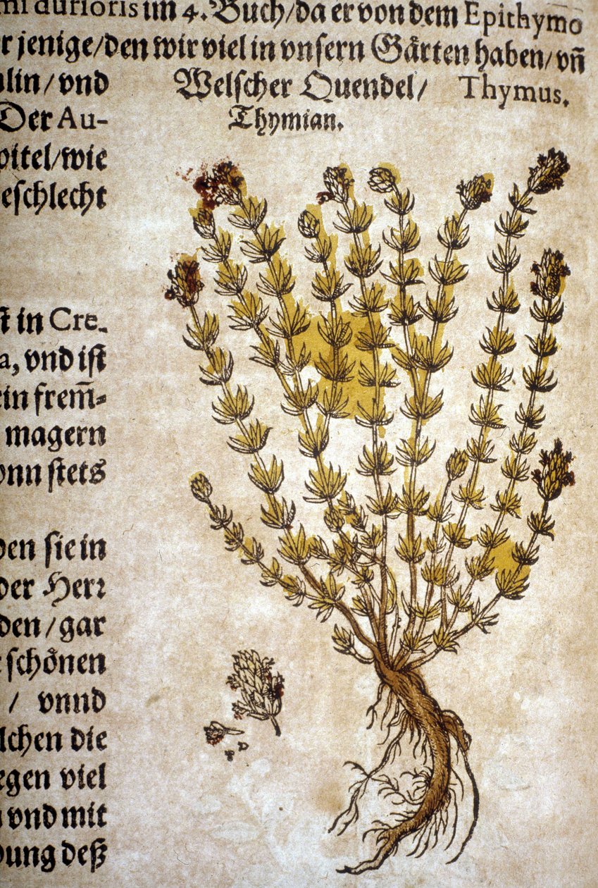 Kakukkfű (Thymus) – A Mattioli Herbáriumban. alkotó: Pietro Andrea Mattioli