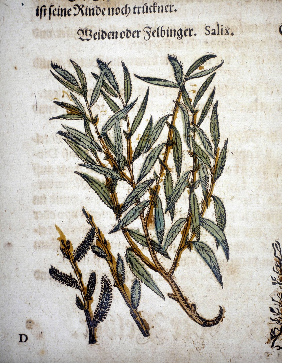 Fűzfa ág - a "" Herbarium mattioliban"" alkotó: Pietro Andrea Mattioli