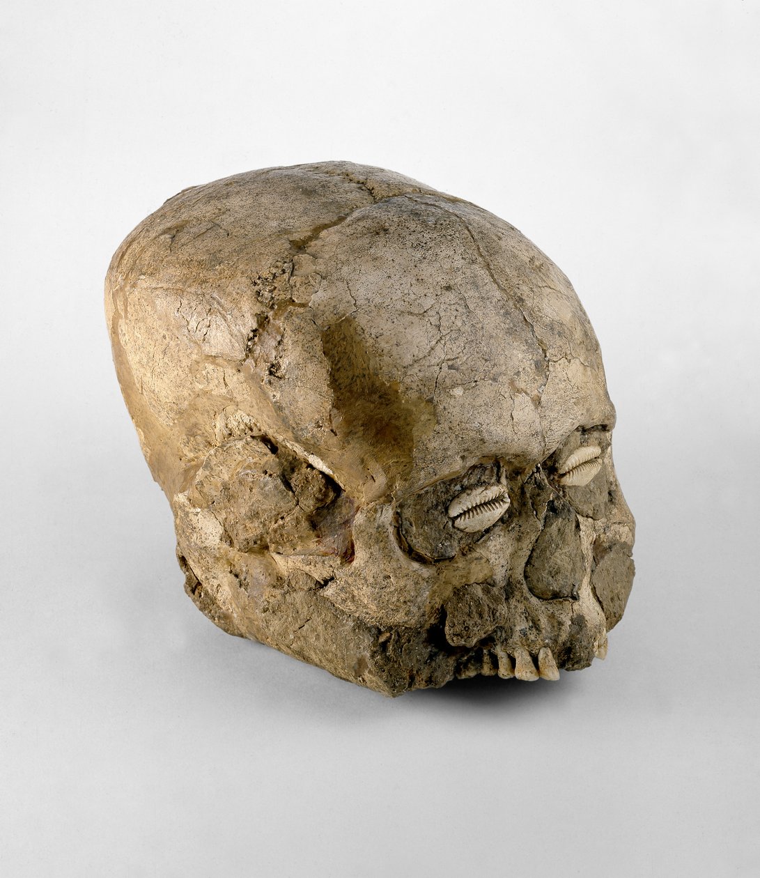 Portré koponya cowrie kagylószemekkel, Jerikó, Kr.e. 7. évezred (koponya, gipsz és kagyló) alkotó: Prehistoric