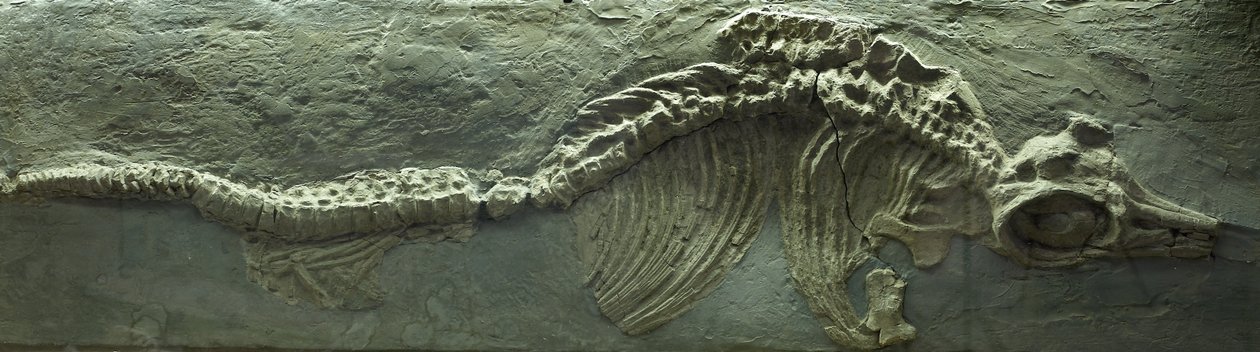 Ichthyosaurusz fosszília, jura (Lias) időszak alkotó: Prehistoric Prehistoric