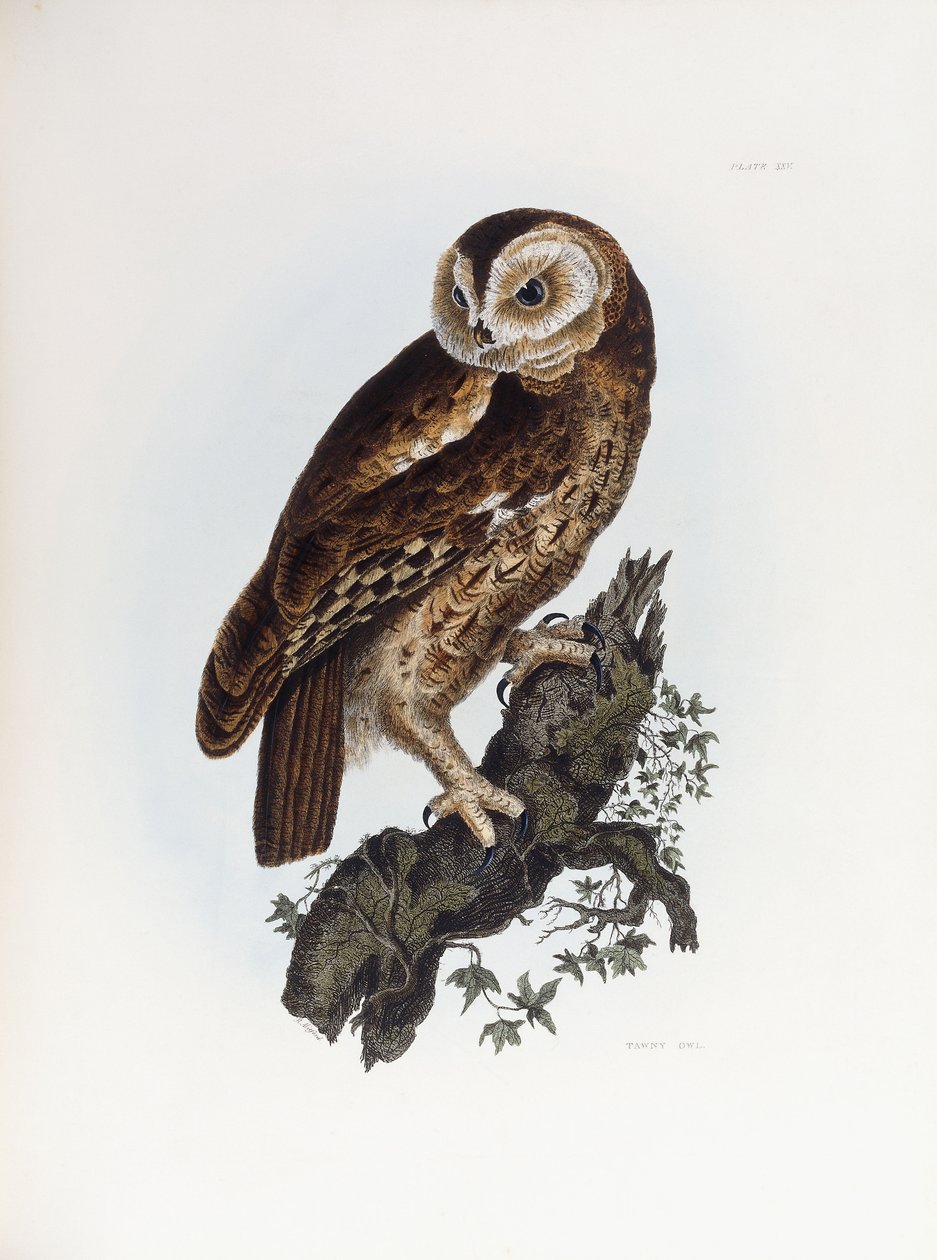 Tawny Bagoly, 1841 alkotó: Prideaux John Selby