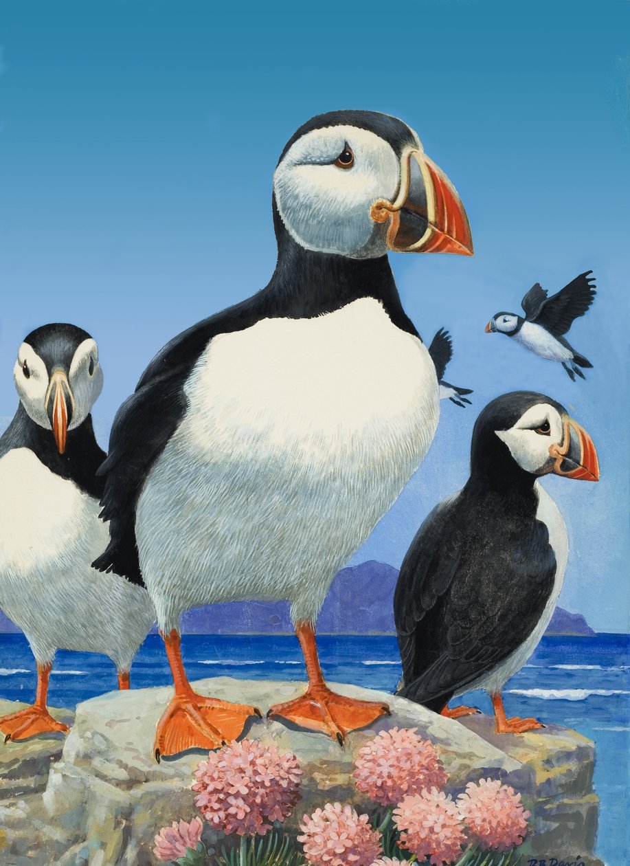 Puffinok (gouache, papír) alkotó: R.B. Davis