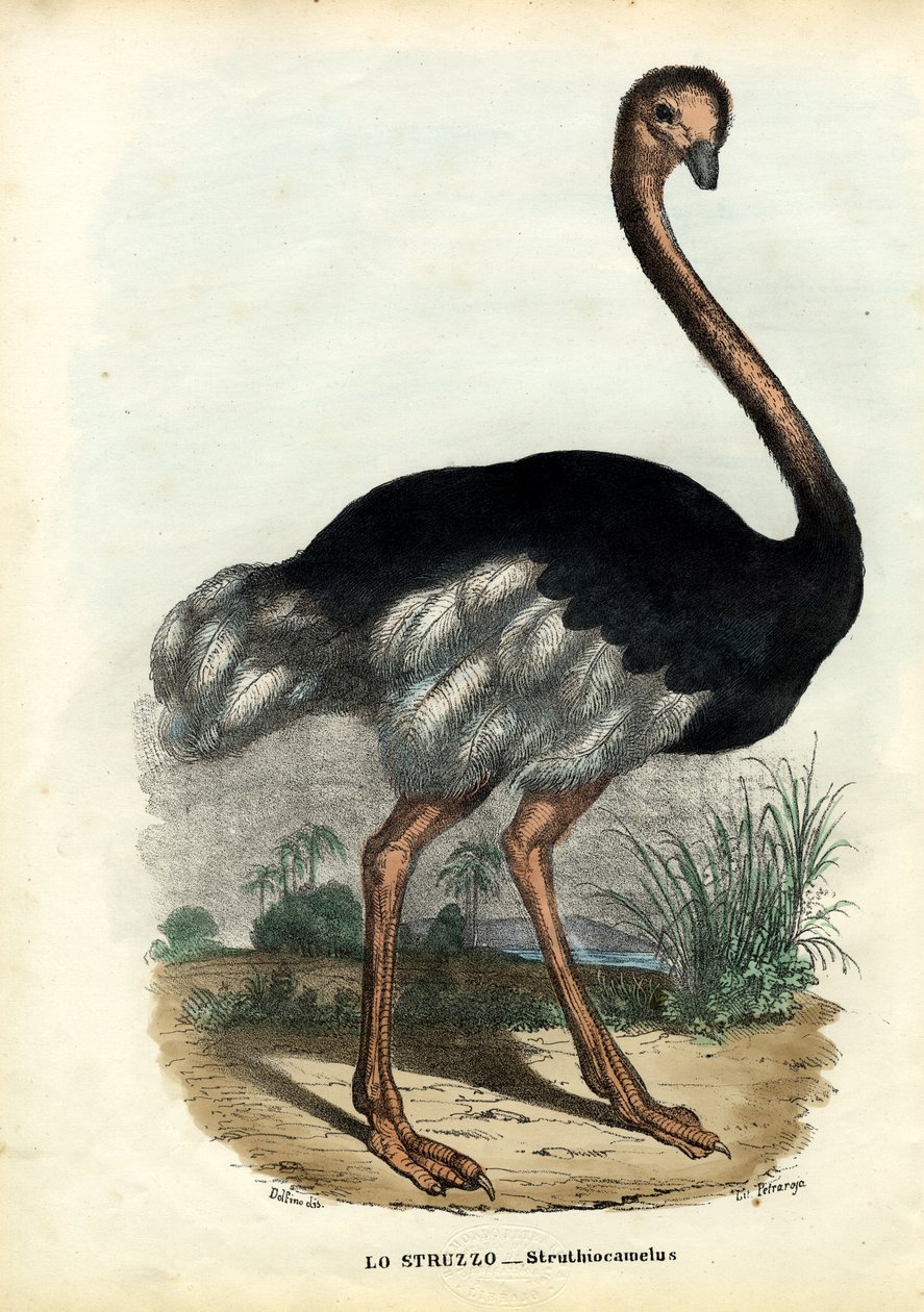 Afrikai strucc, 1863-79 alkotó: Raimundo Petraroja