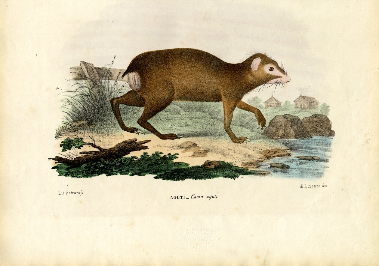 Agouti, 1863-79 alkotó: Raimundo Petraroja