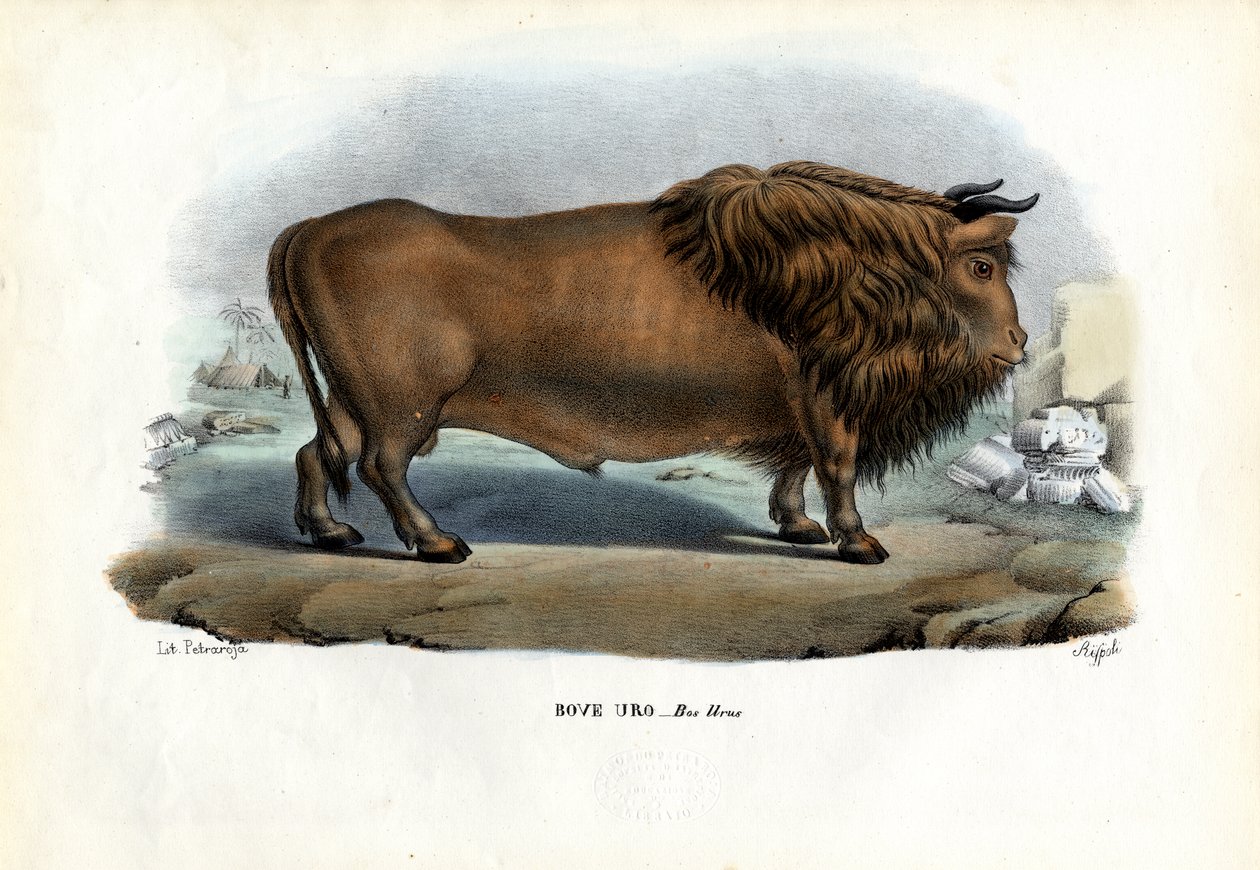 Aurochs, 1863-79 alkotó: Raimundo Petraroja