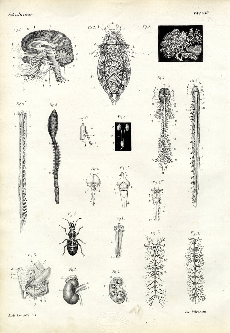 Gerincek, 1863-79 alkotó: Raimundo Petraroja