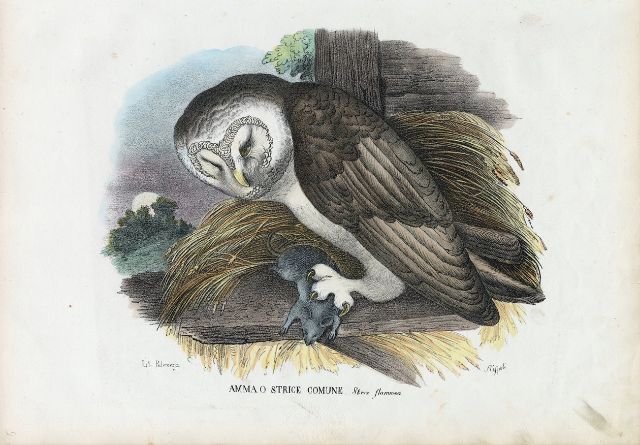Fülesbagoly, 1863-79 alkotó: Raimundo Petraroja