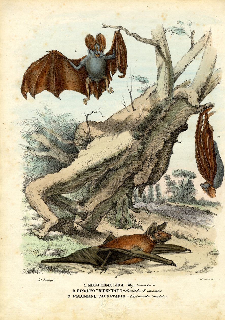 Denevérek, 1863-79 alkotó: Raimundo Petraroja