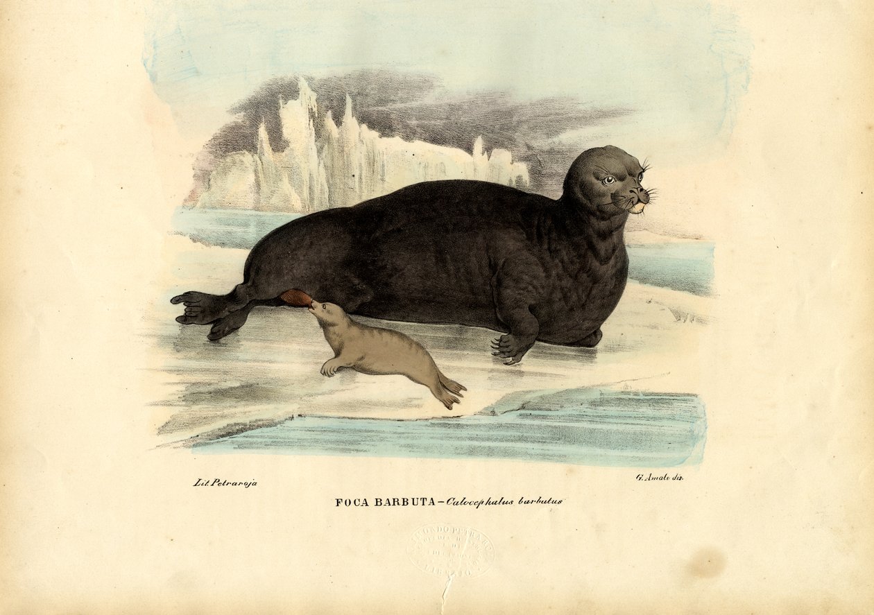 Szakállas pecsét, 1863-79 alkotó: Raimundo Petraroja