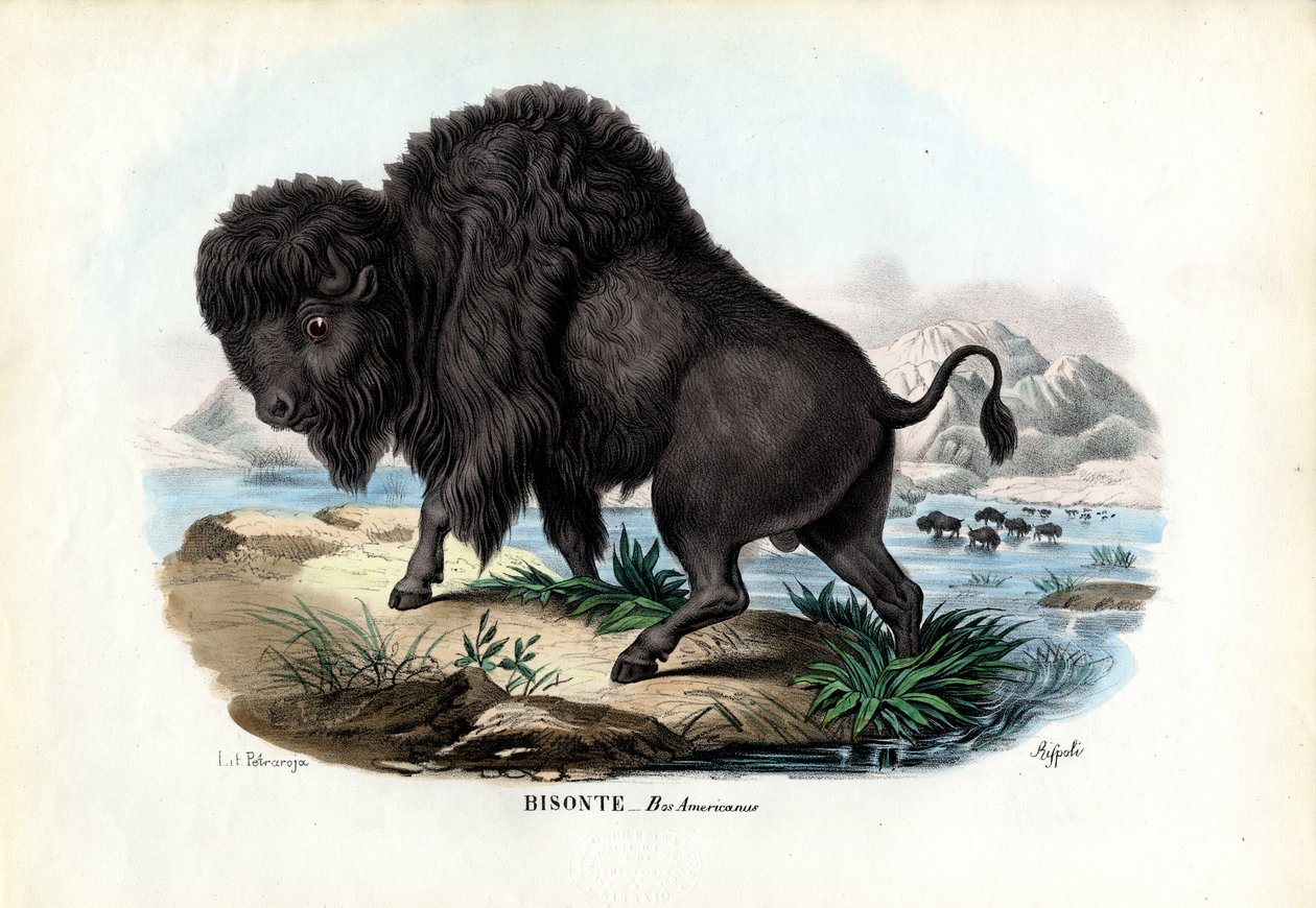 Bölény, 1863-79 alkotó: Raimundo Petraroja