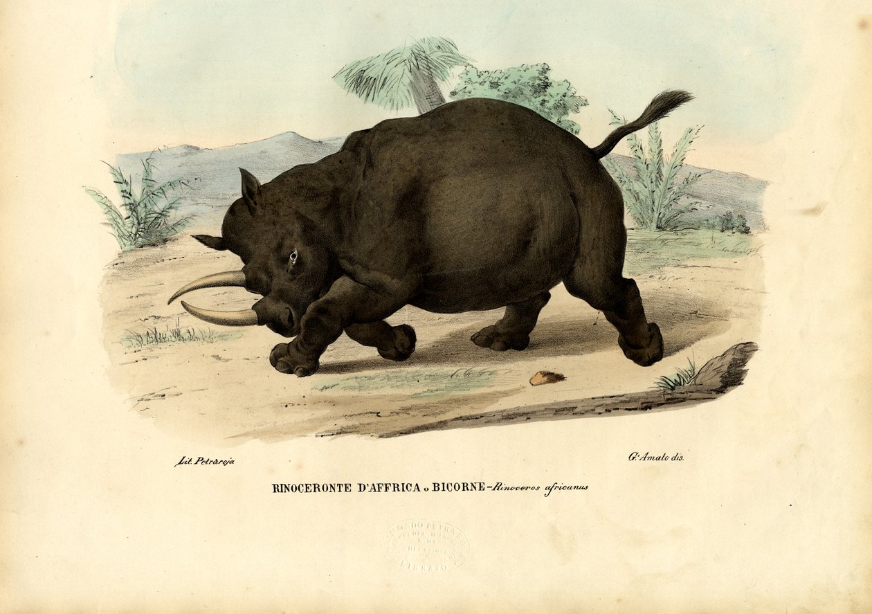 Fekete orrszarvú, 1863-79 alkotó: Raimundo Petraroja