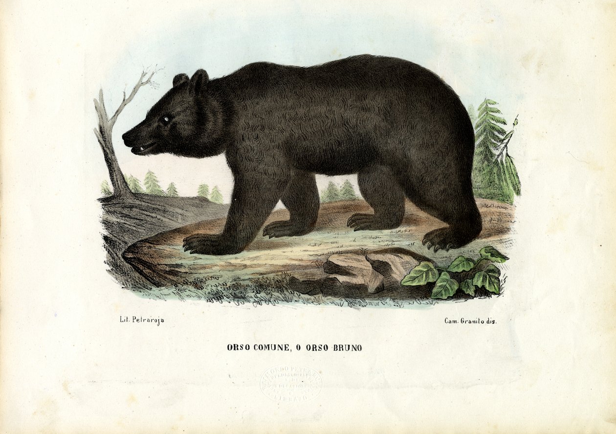 Barna medve, 1863-79 alkotó: Raimundo Petraroja