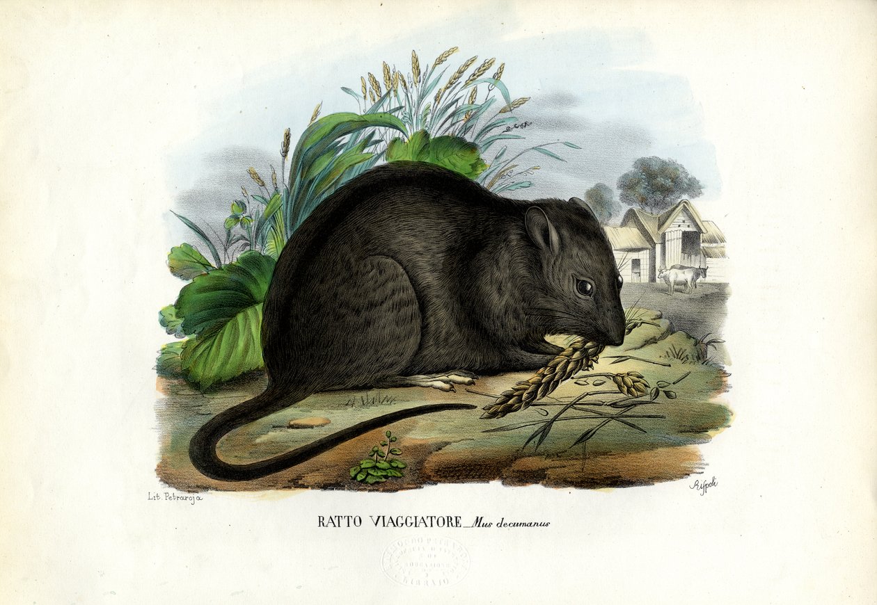 Barna patkány, 1863-79 alkotó: Raimundo Petraroja