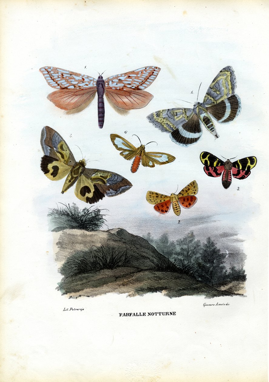 Pillangók, 1863-79 alkotó: Raimundo Petraroja