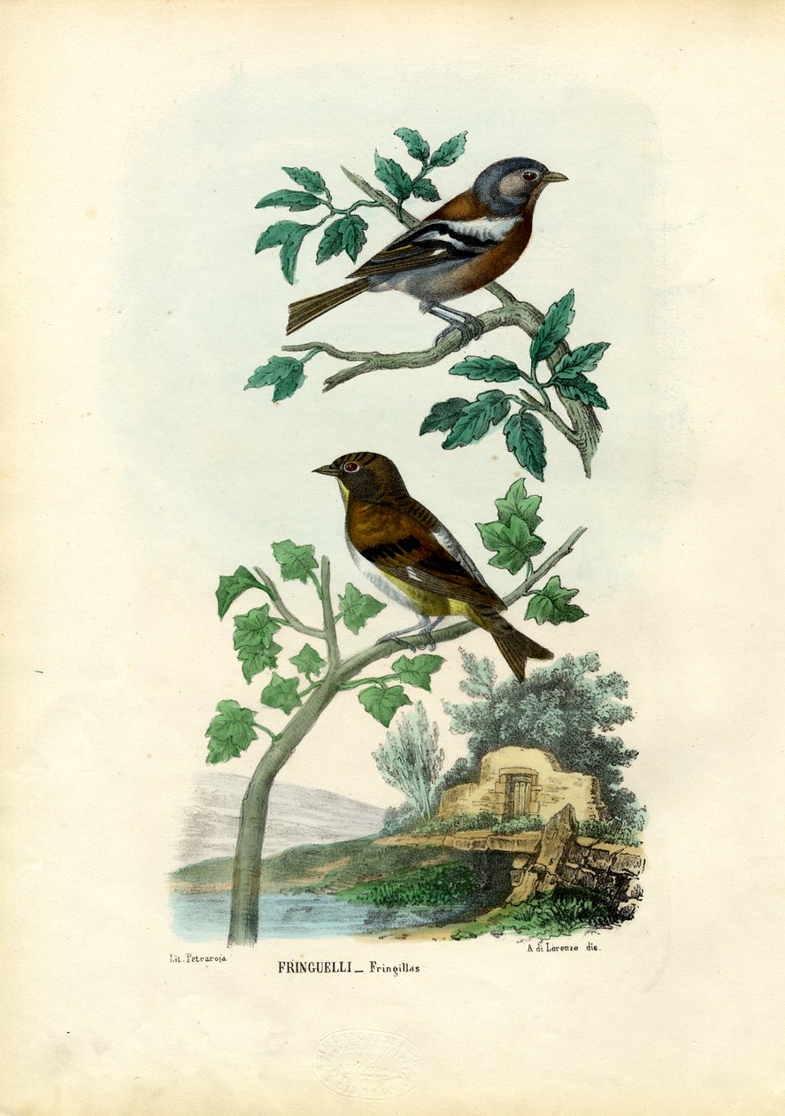Chaffinch, 1863-79 alkotó: Raimundo Petraroja