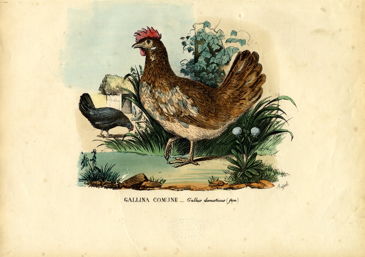 Csirke, 1863-79 alkotó: Raimundo Petraroja