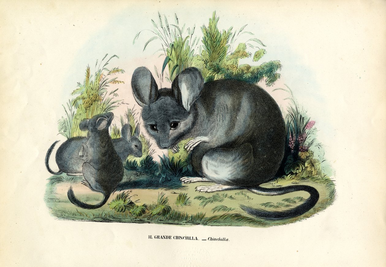 Csincsilla, 1863-79 alkotó: Raimundo Petraroja