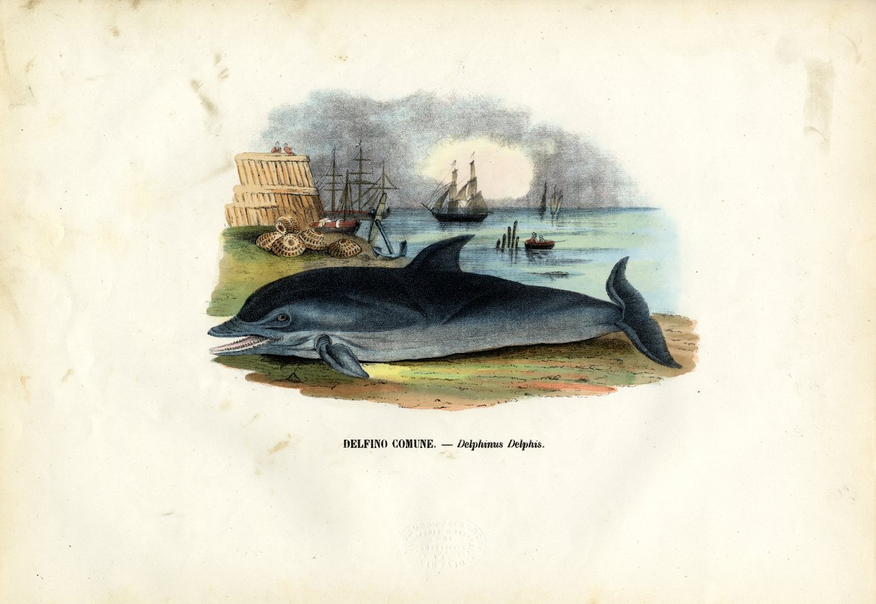 Közönséges delfin, 1863-79 alkotó: Raimundo Petraroja