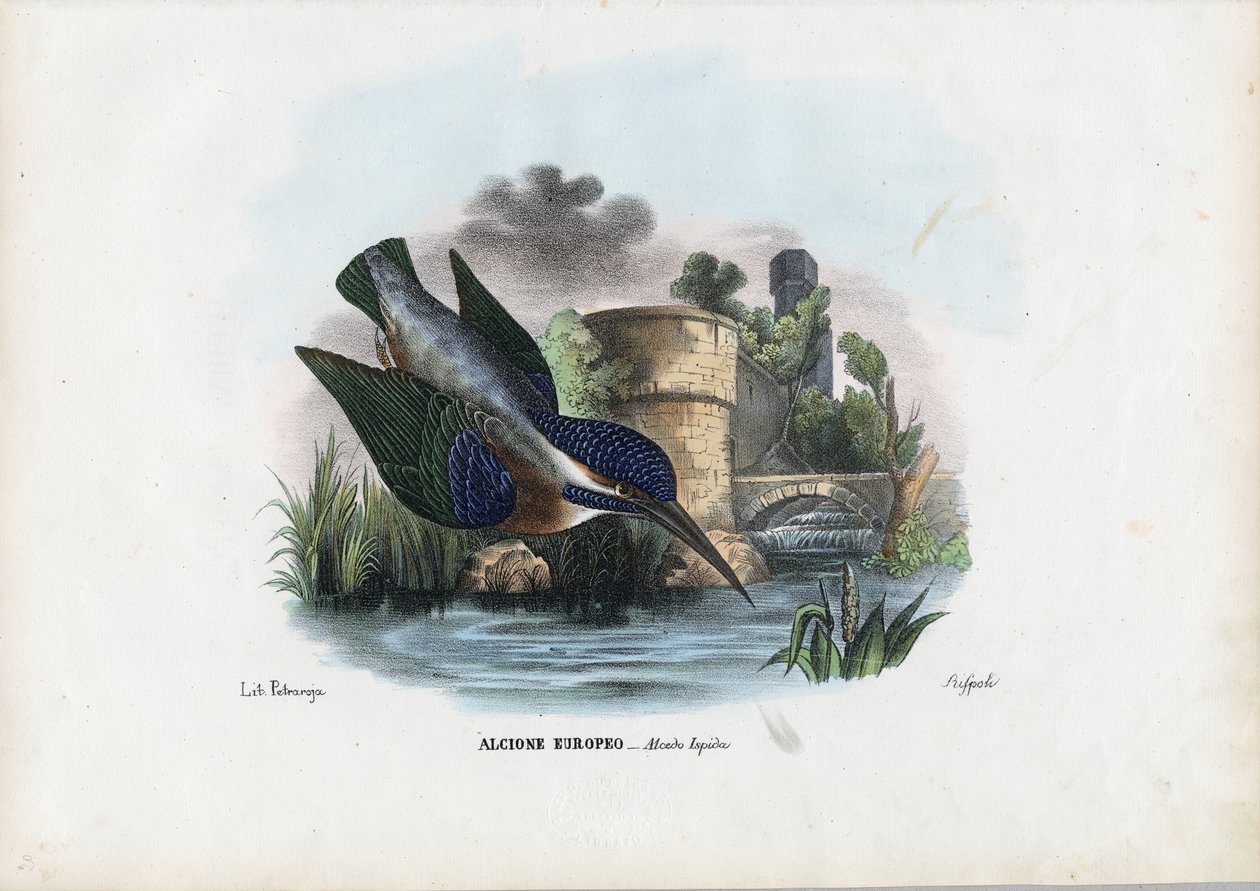 Közönséges jégmadár, 1863-79 alkotó: Raimundo Petraroja
