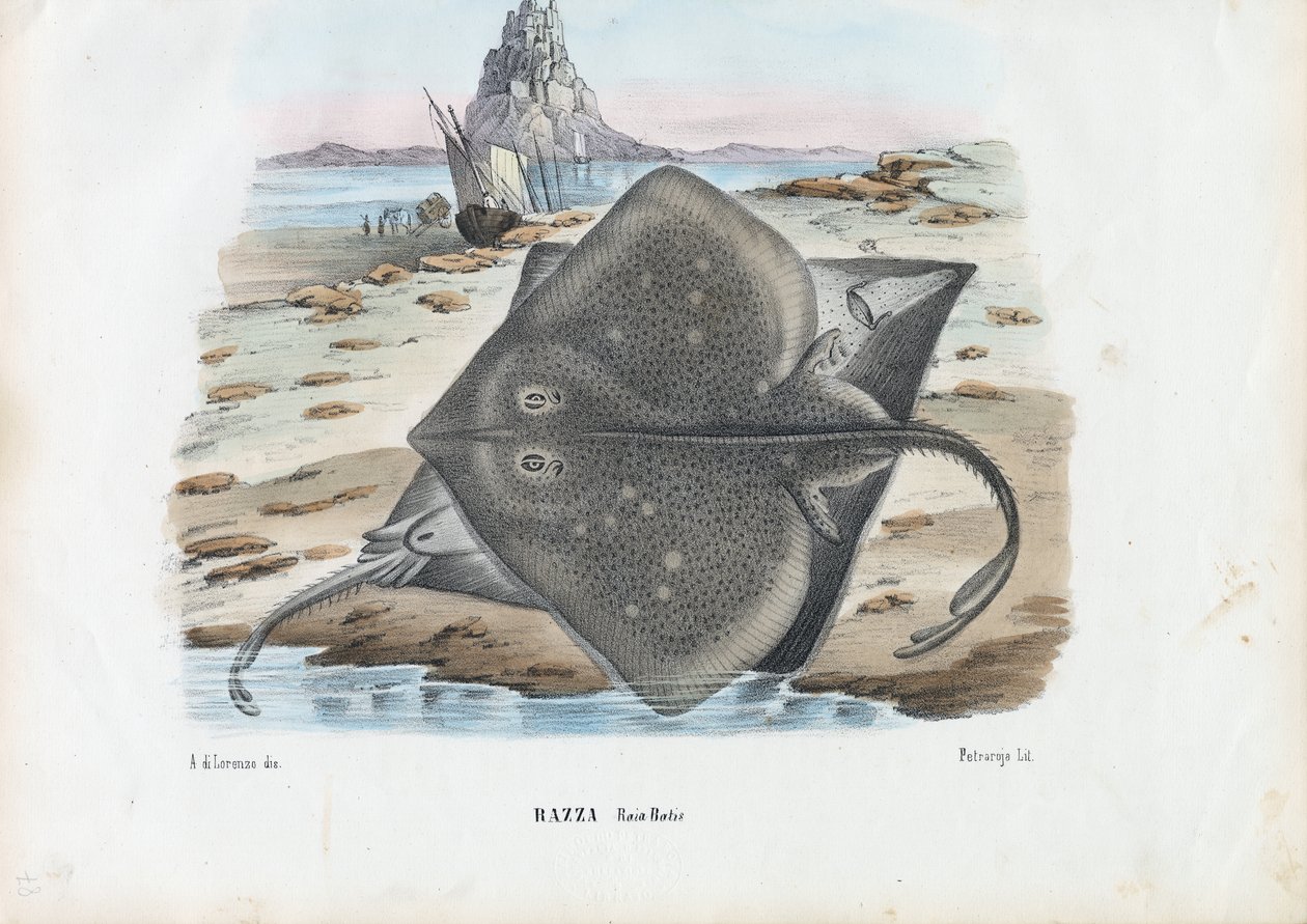 Közönséges rája, 1863-79 alkotó: Raimundo Petraroja