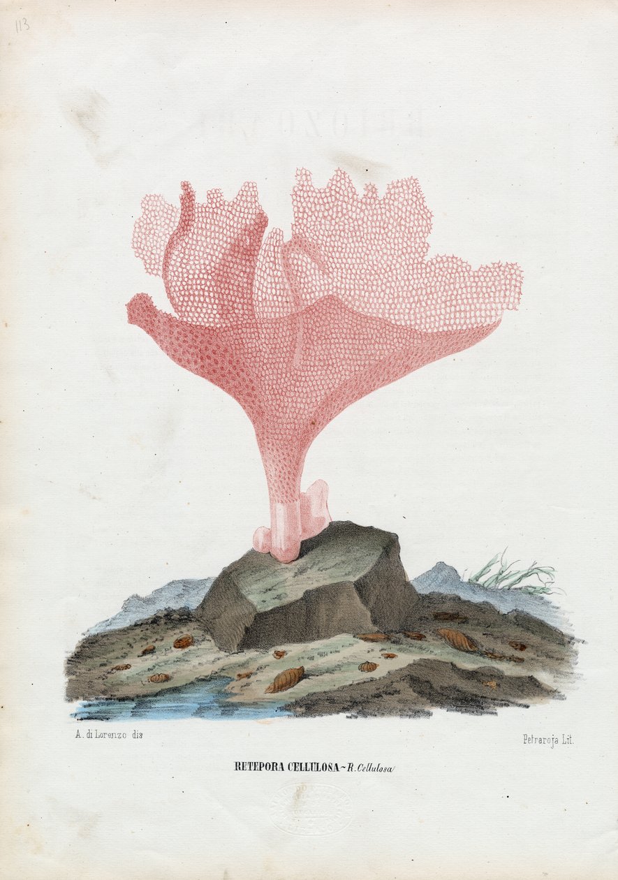 Korallok, 1863-79 alkotó: Raimundo Petraroja