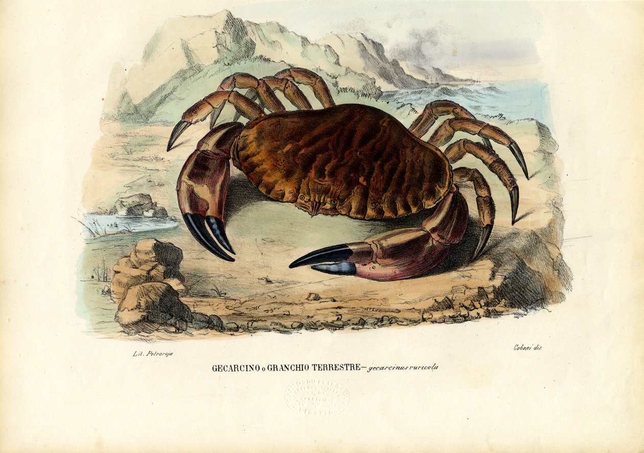 Rákfélék, 1863-79 alkotó: Raimundo Petraroja