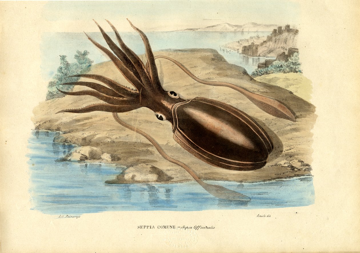 Tintahal, 1863-79 alkotó: Raimundo Petraroja
