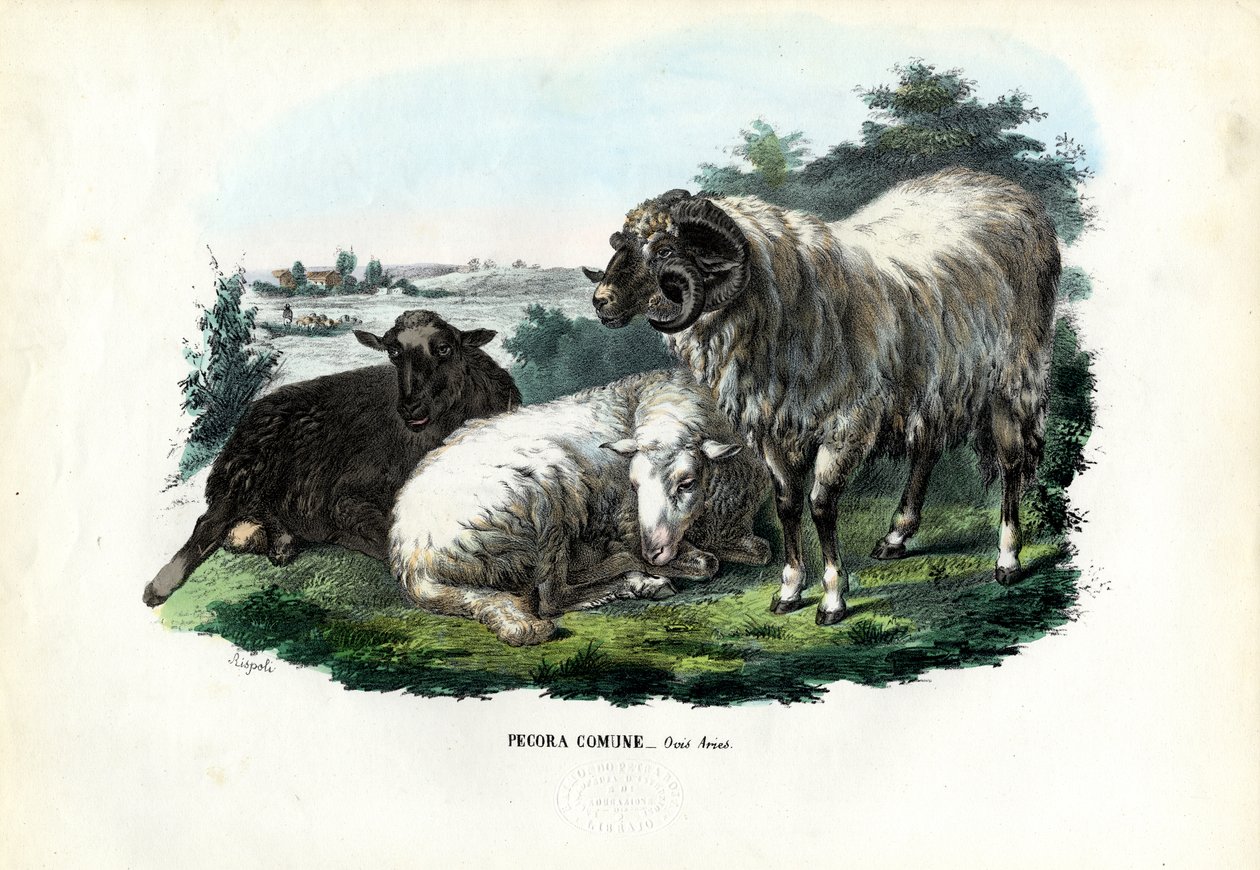 Házi juhok, 1863-79 alkotó: Raimundo Petraroja