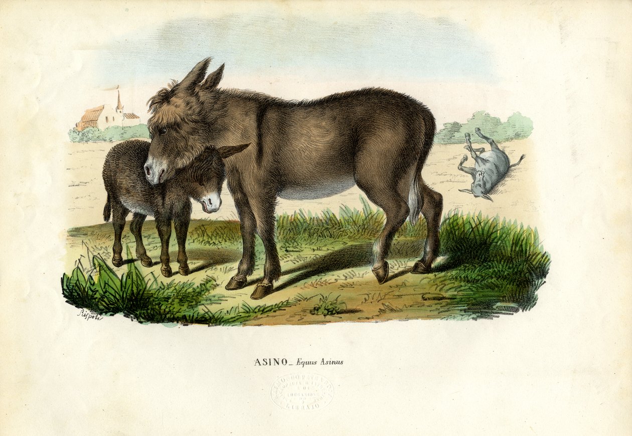Szamár, 1863-79 alkotó: Raimundo Petraroja