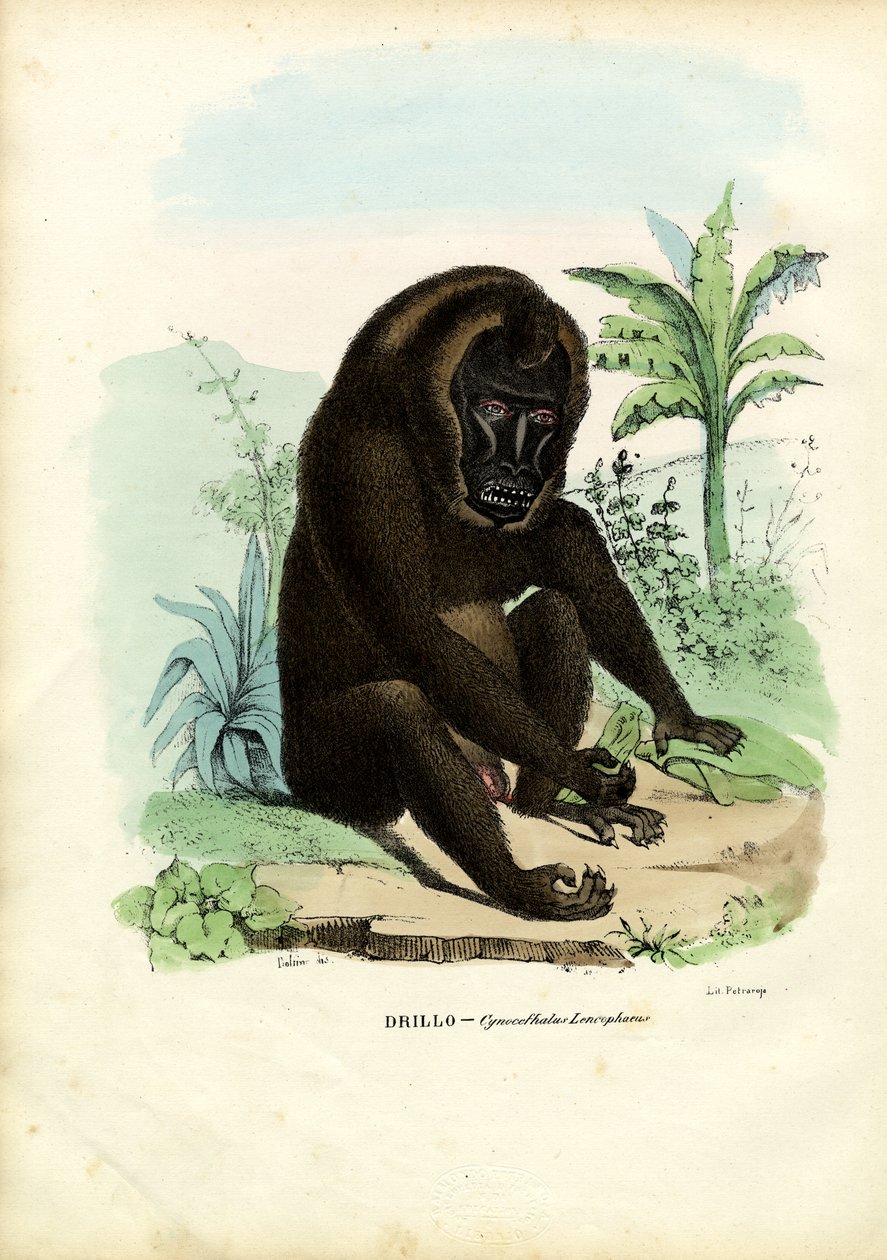 Fúró, 1863-79 alkotó: Raimundo Petraroja