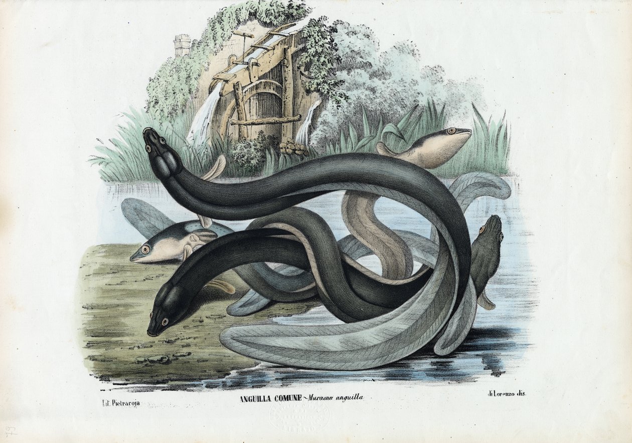 Angolna, 1863-79 alkotó: Raimundo Petraroja