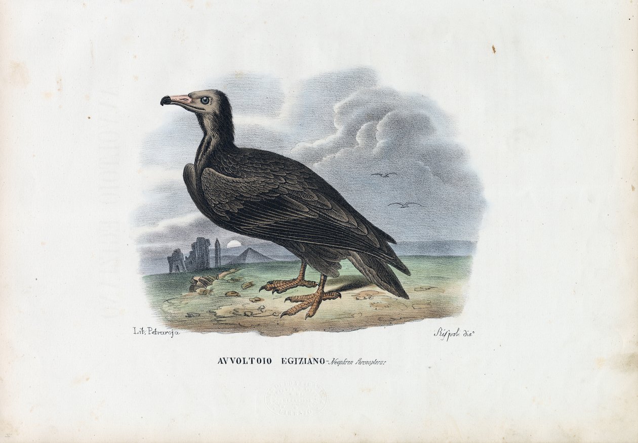 Egyiptomi keselyű, 1863-79 alkotó: Raimundo Petraroja