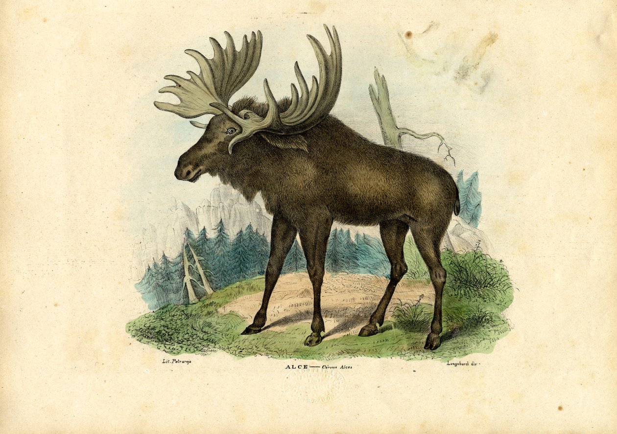 Elk, 1863-79 alkotó: Raimundo Petraroja