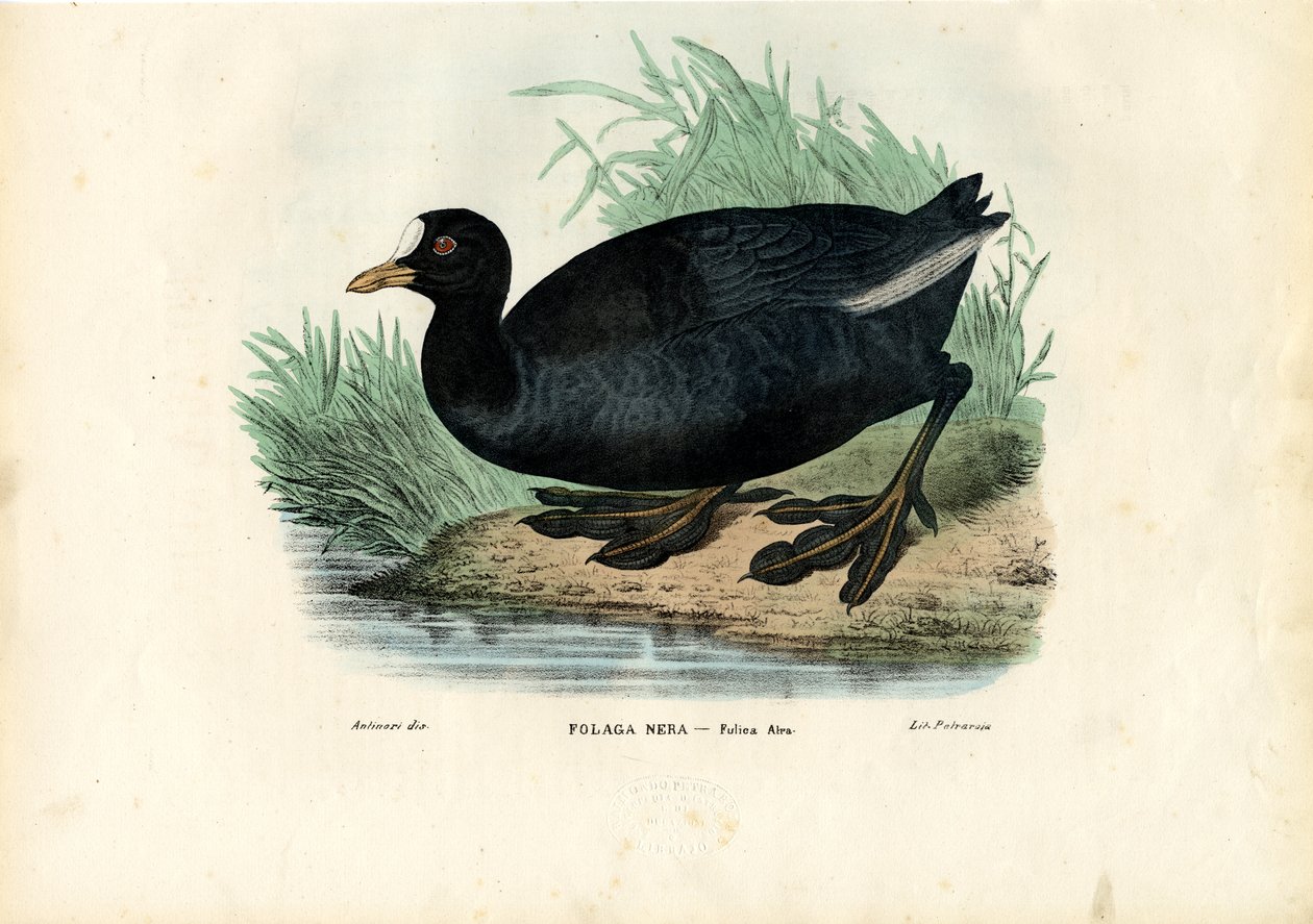 Túzok, 1863-79 alkotó: Raimundo Petraroja