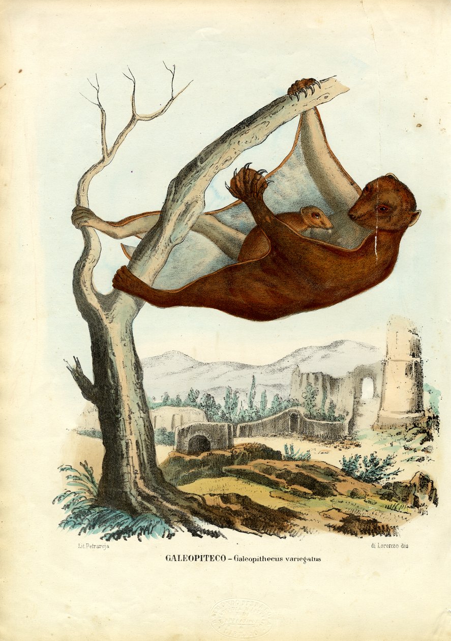 Repülő maki, 1863-79 alkotó: Raimundo Petraroja