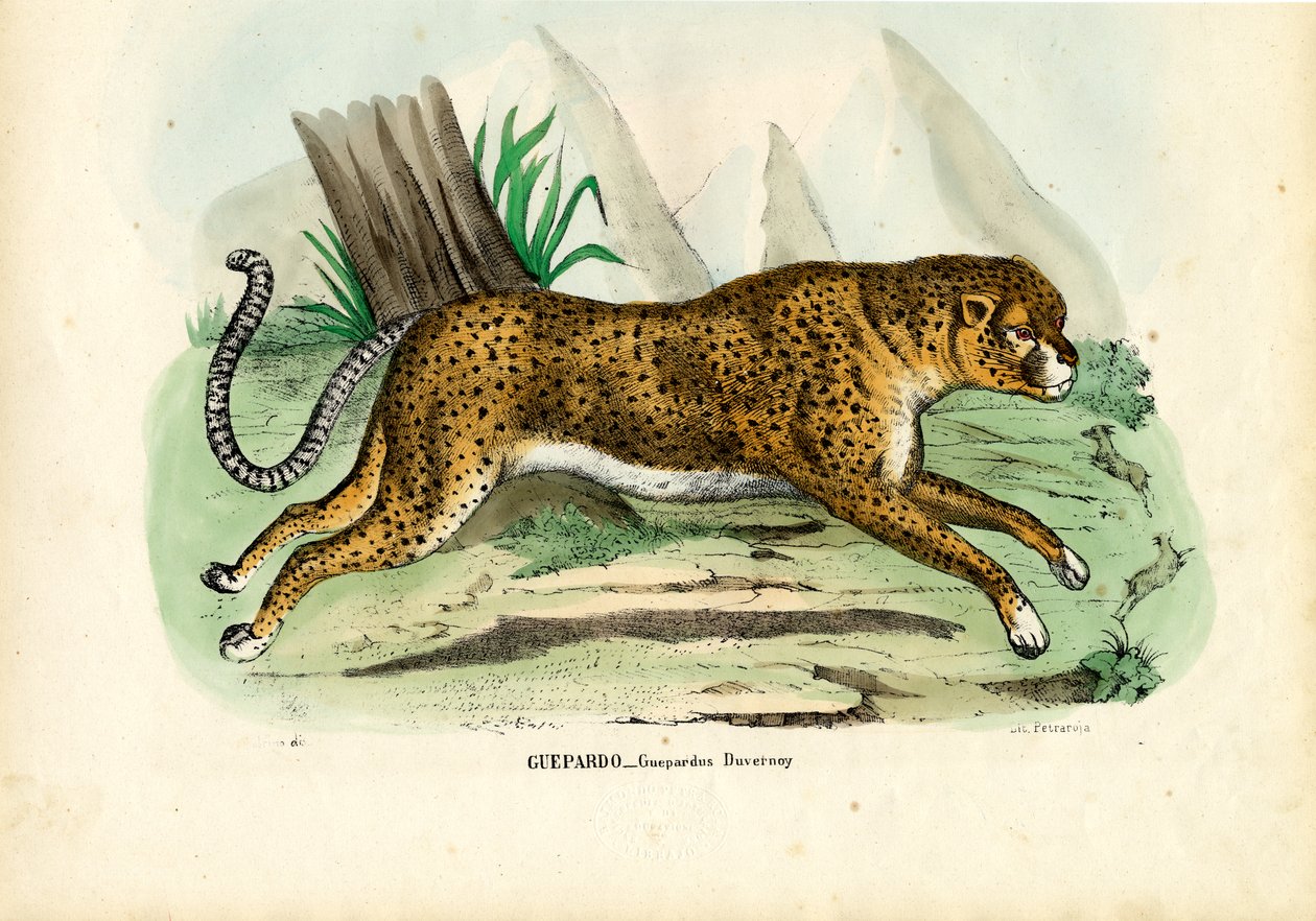 Gepard, 1863-79 alkotó: Raimundo Petraroja