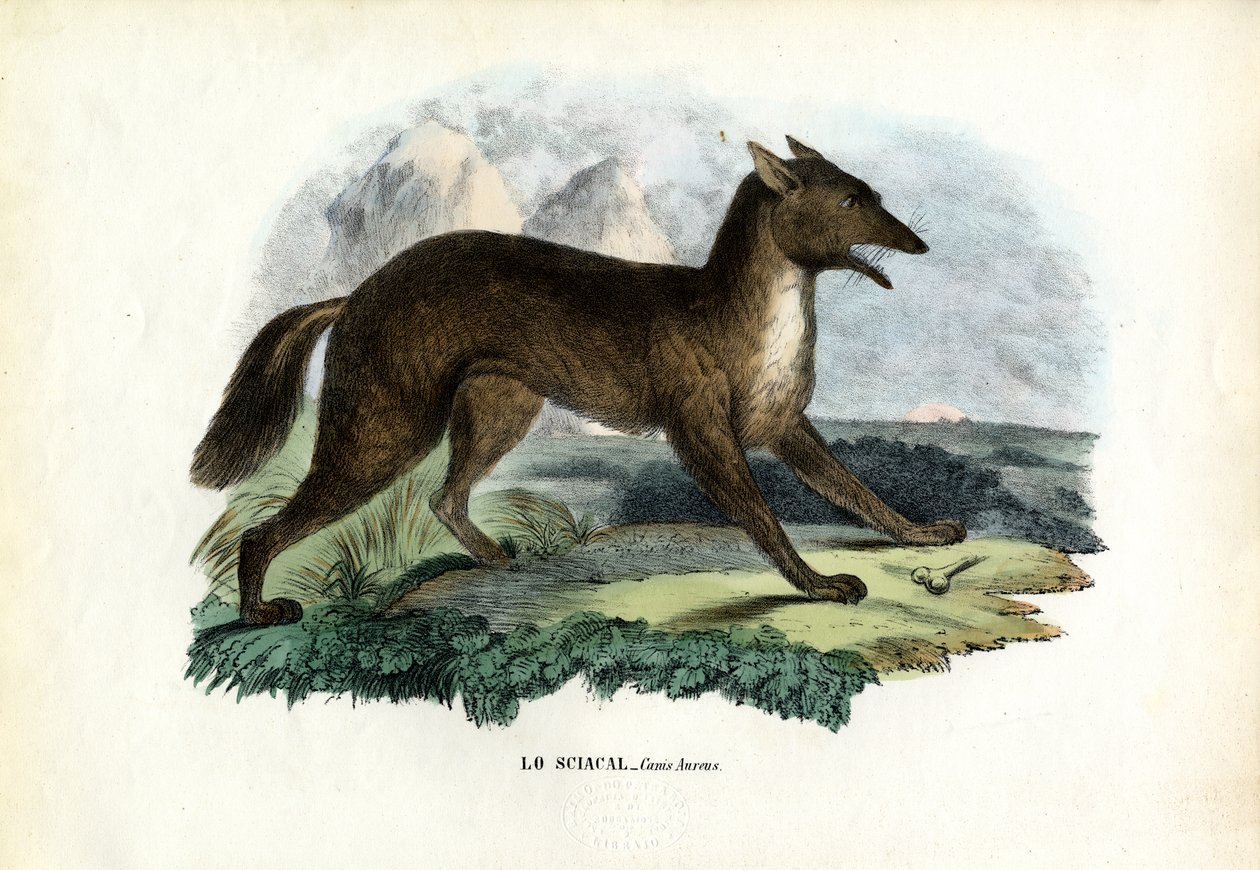 Aranysakál, 1863-79 alkotó: Raimundo Petraroja