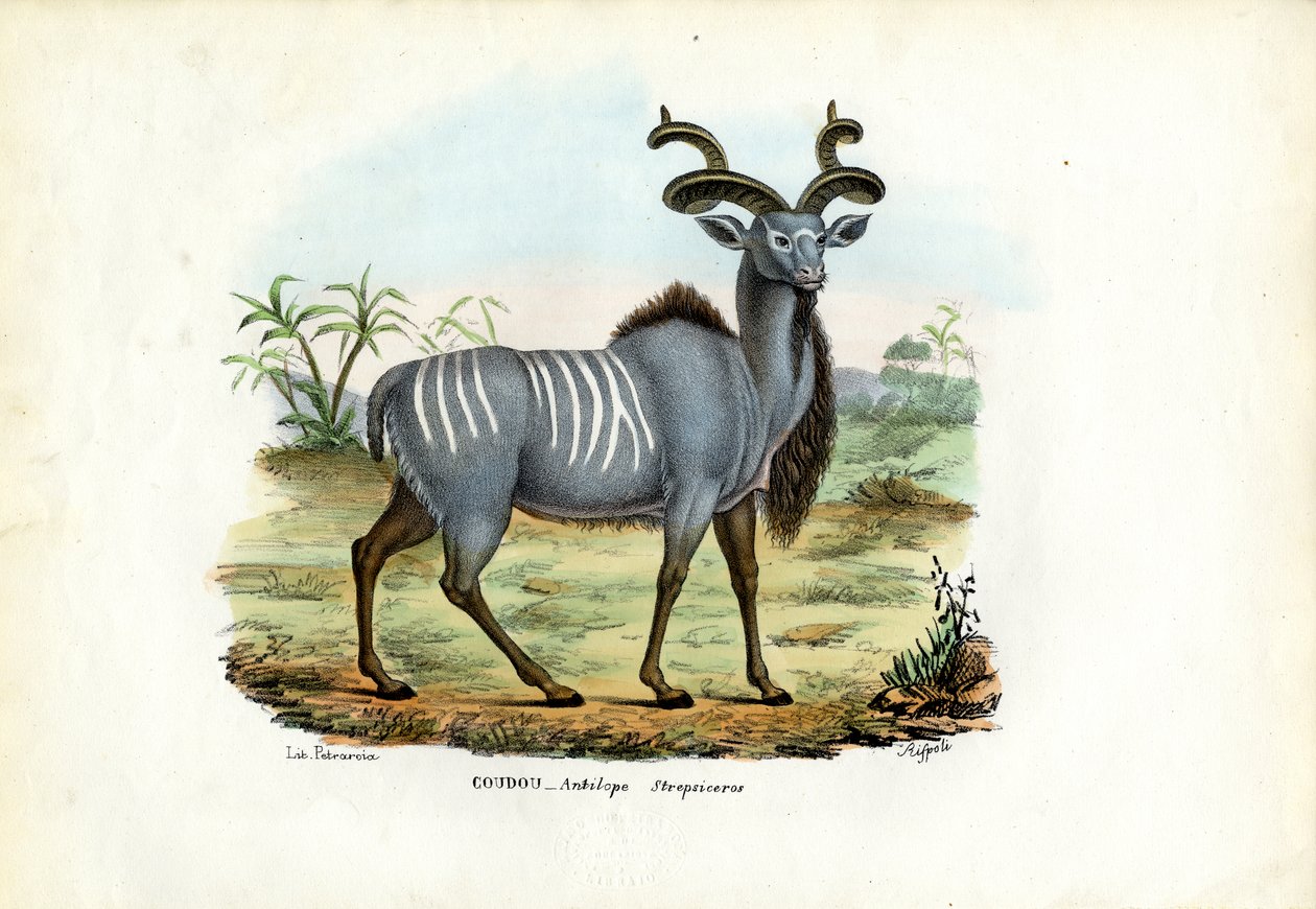 Nagy-Kudu, 1863-79 alkotó: Raimundo Petraroja