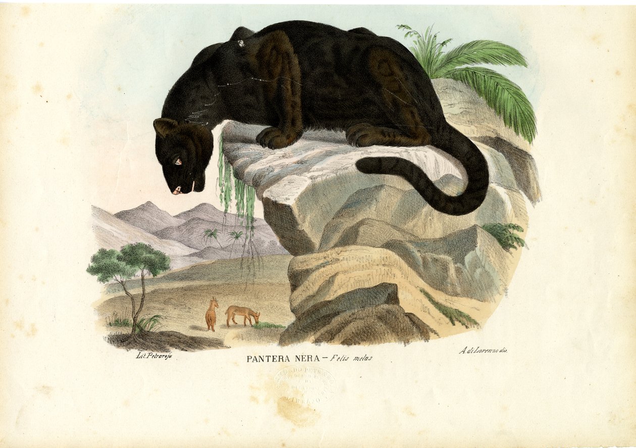 Fiatal Leopárd, 1863-79 alkotó: Raimundo Petraroja