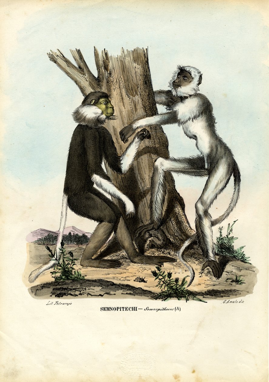 Langurs, 1863-79 alkotó: Raimundo Petraroja
