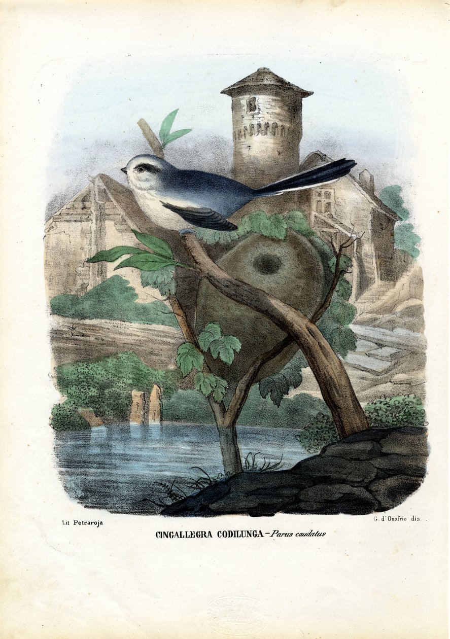 Hosszúfarkú cinege, 1863-79 alkotó: Raimundo Petraroja