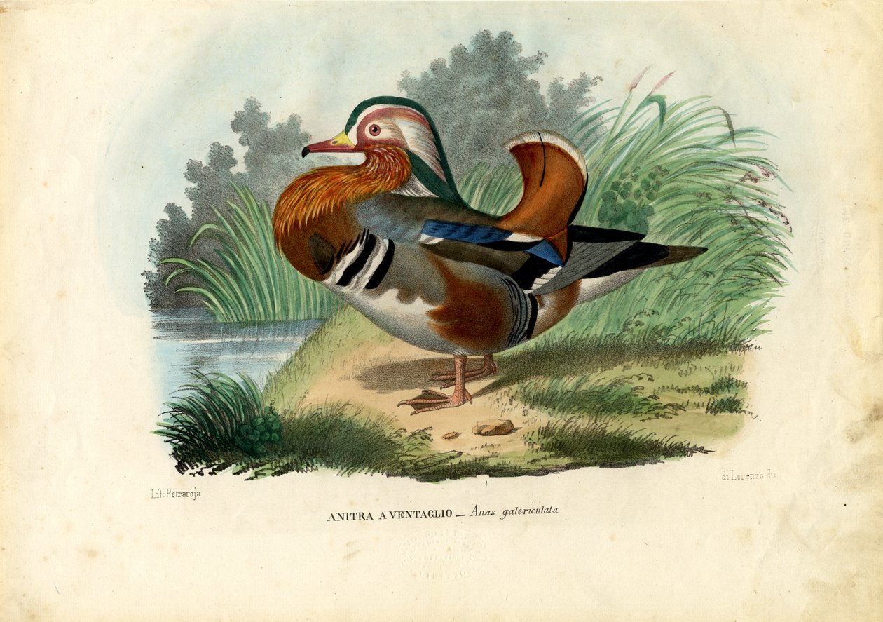 Mandarin kacsa, 1863-79 alkotó: Raimundo Petraroja