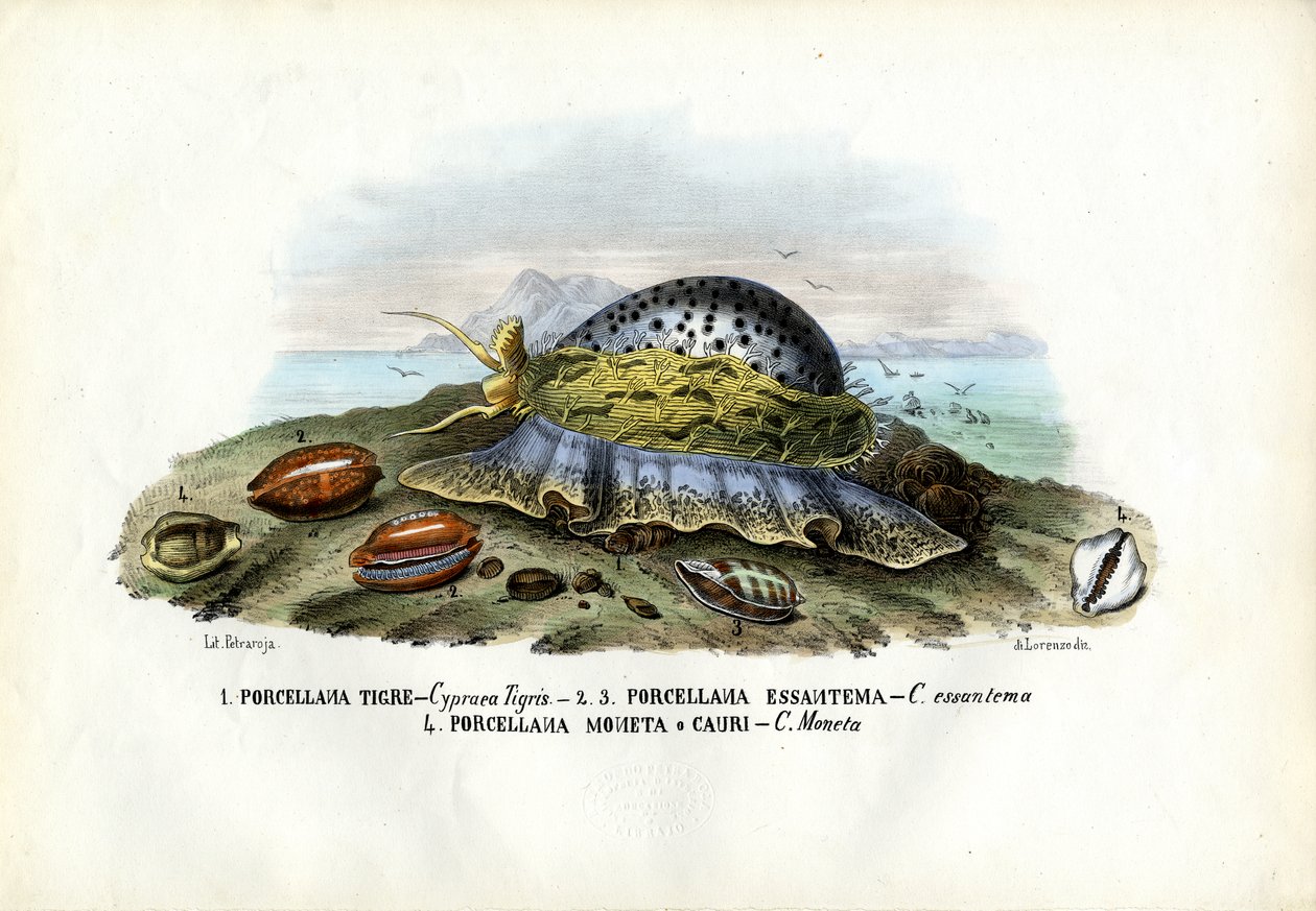Kagyló, 1863-79 alkotó: Raimundo Petraroja